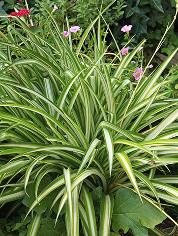 Plantes dépolluantes - Chlorophytum